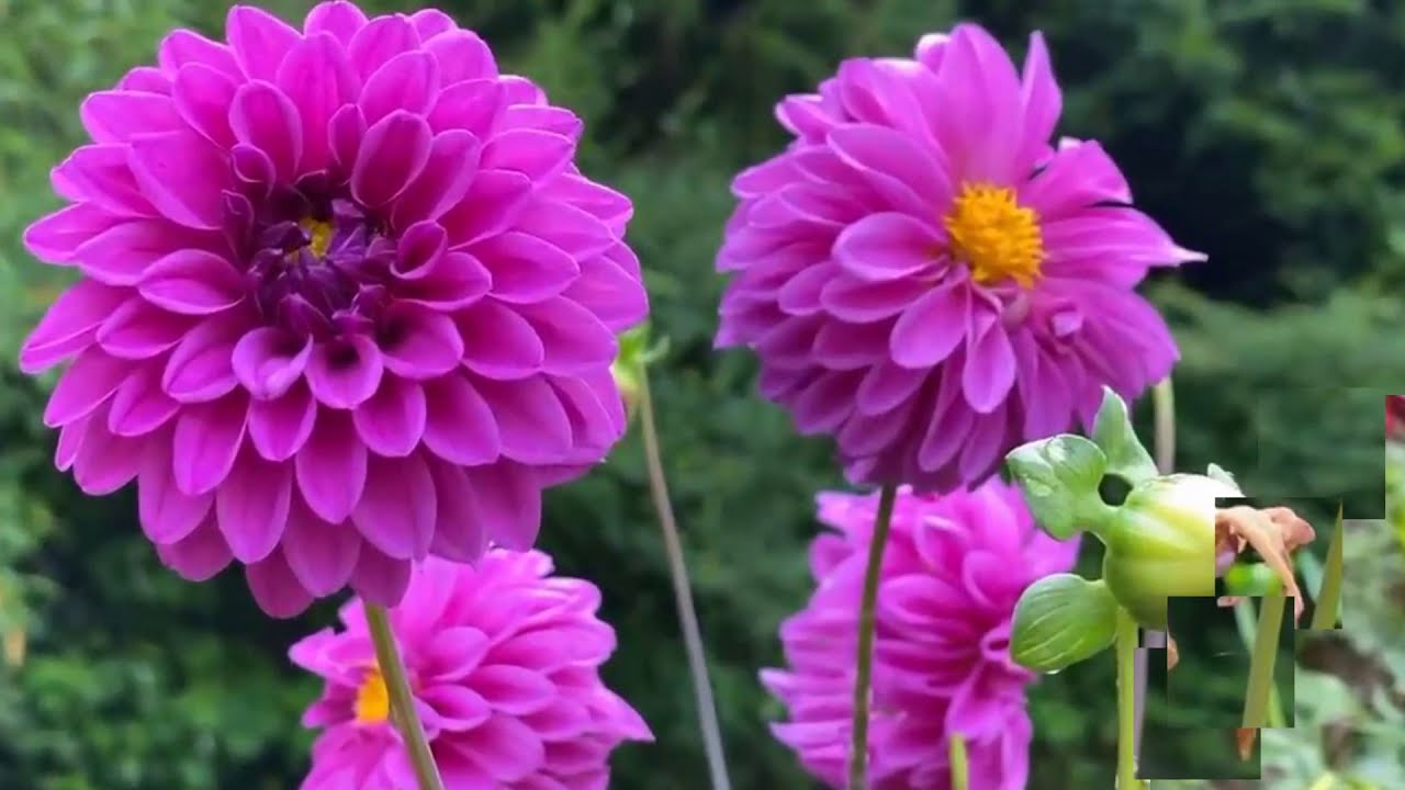 The Most Beautiful Flowers Collection 8k Ultra Hd Beautiful Flowers