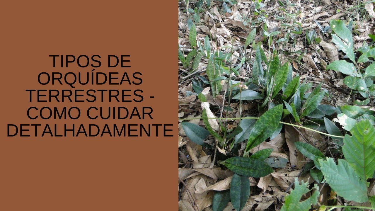 Tipos de orquídeas terrestres vários tipos de orquideas terrestres como  cuidar detalhadamente - thptnganamst.edu.vn