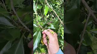Harvesting Cloves In The Garden In Our Hometown In The Village Onejoy Invillage