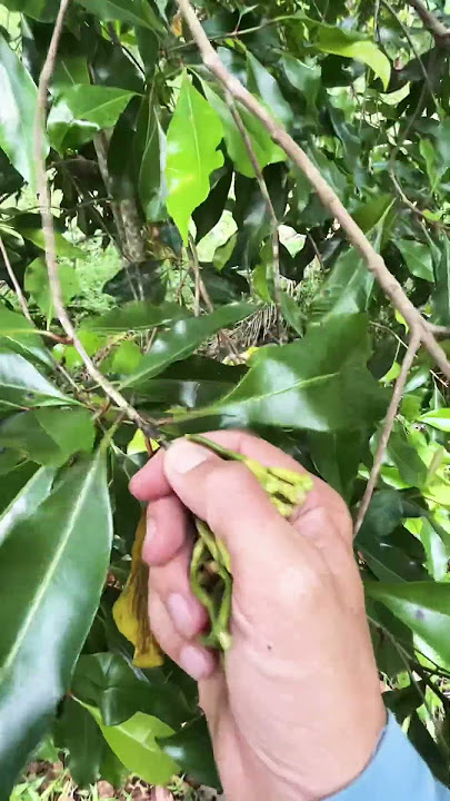Harvesting cloves in the garden in our hometown in the village | OneJoy inVillage