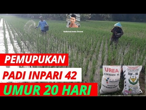 Cara Pemupukan Padi Varietas Inpari 42 Umur 20 Hari Youtube