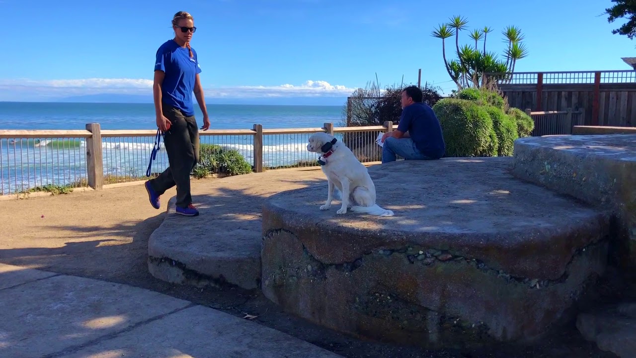 dog training central coast