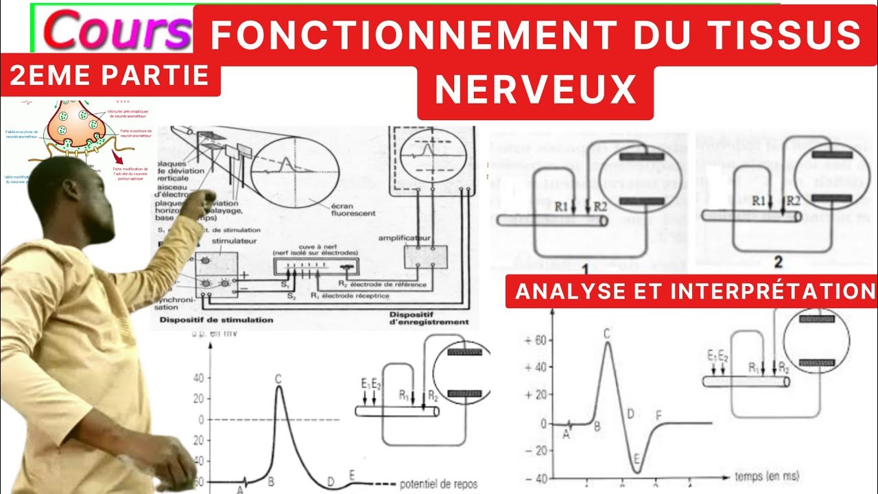 SVT#Fonctionnement du tissus nerveux//2èPartie#Potentiel d'Action||Repos.