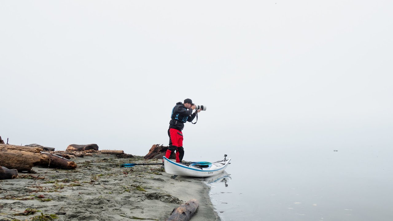 Kayaking in Fog | Wildlife Photography | Каякінг в тумані, Морські котики і лев