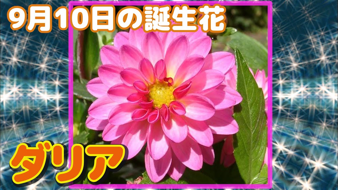 9月10日の誕生花 ダリア どんな花 あなたに送る花言葉は Youtube