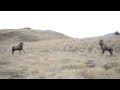 Bighorn rams head butting