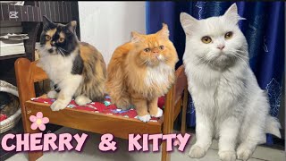 Cherry & Kitty became Friends😻Ammu also here😻#cat #friends #viral #trending #family #funny #love 
