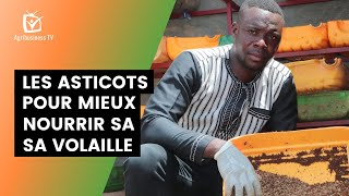 Burkina Faso : Les asticots pour mieux nourrir sa volaille