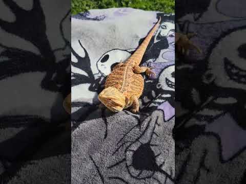 Bearded Dragon getting