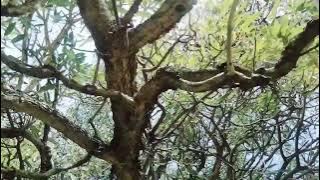 Berjalan di Hutan Cemara 🌲 - Ebiet G Ade #cover#akustik #nostalgia #tembang #kenangan @Radiojaddoels