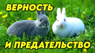 Лебединая Верность - Миф? Способны Ли Кролики На Воздержание? Почему Собаки Такие Преданные?