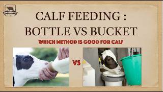 90% Farmers Make This Mistake! Bottle vs Bucket Milk Feeding Calves