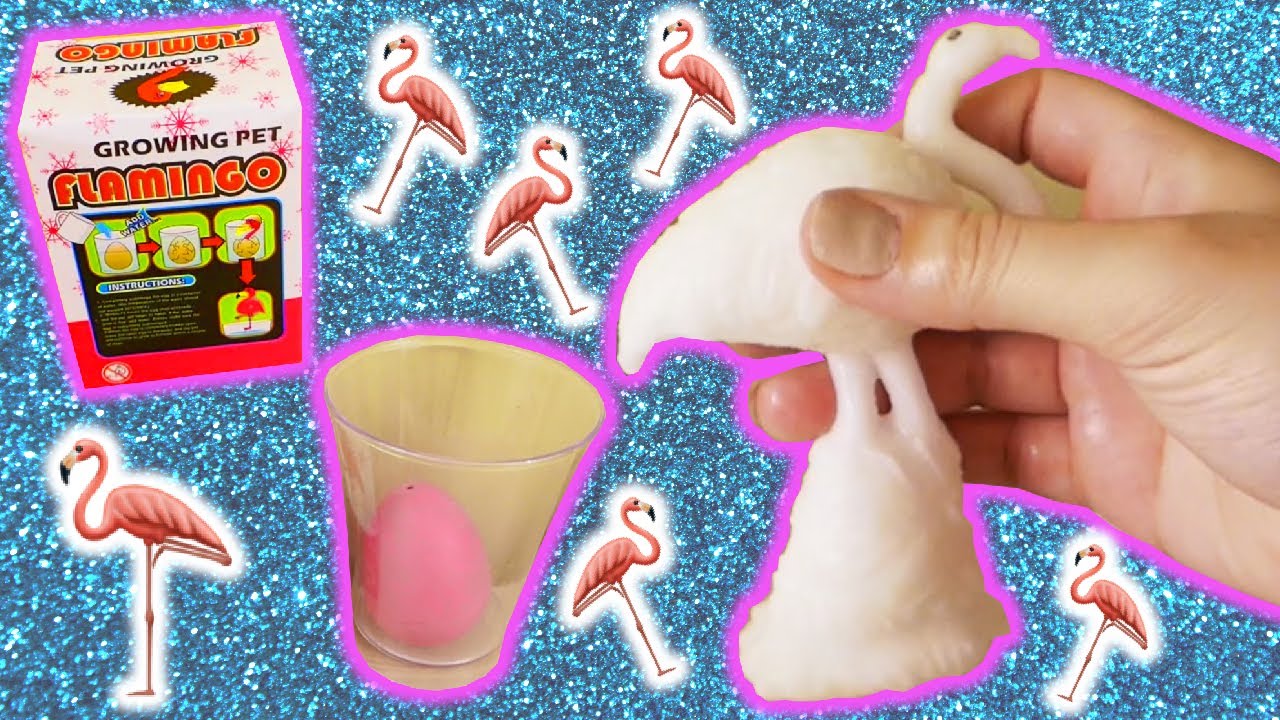 Growing Pet Flamingo 🦩 YouTube