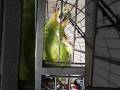 #amazon #talkingparot #birds #cute #parrot #pets #viral #video #vlog #shorts #short #song#funny#fyp