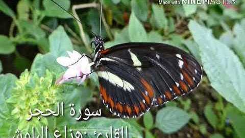 هزاع البلوشي ..ما تيسر من سورة الحجر من اروع التلاوات..