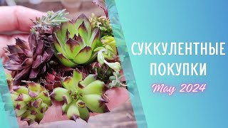 Распаковка уличных суккулентов 🌱Май 2024