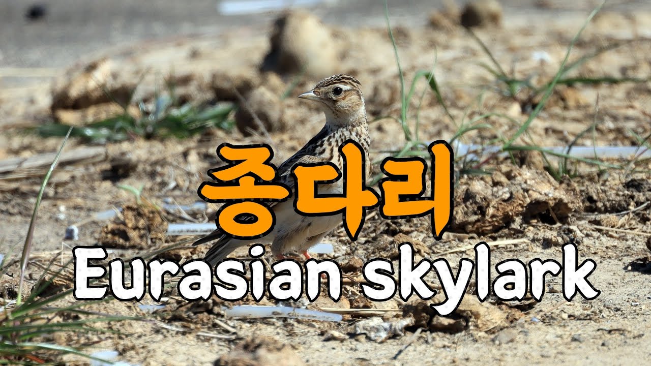 (새소리) 종다리 ,종달새, 노고지리ㅣEurasian skylark songㅣ 주변에 때까치, 꿩ㅣKorean Bird ...