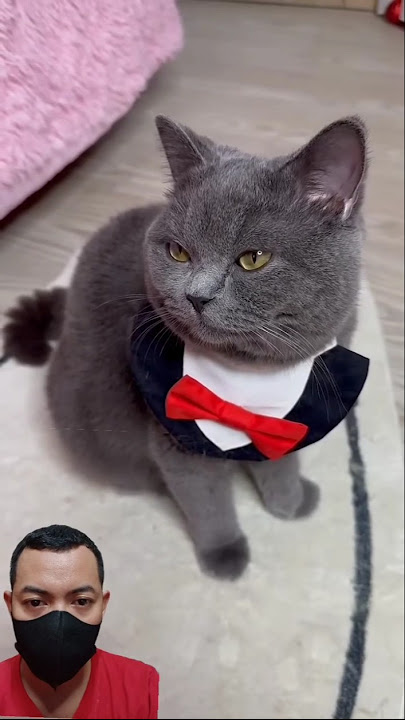 Cc:@CrazyShinyCat  Funny Cute Cat #shorts #funny #cat