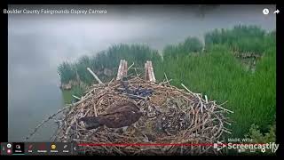 Boulder County Fairgrounds Osprey Camera - YouTube - Osprey Diving in Background