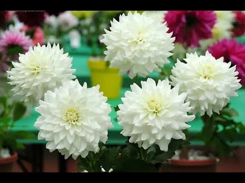 Paling Bagus 17 Gambar Bunga Dahlia Putih Gambar Bunga 