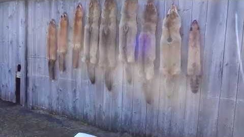 Shipping Furs And Getting New Traps