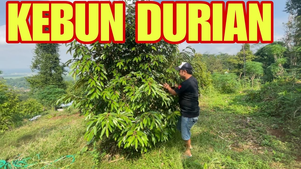 BANYAK RUMPUT LIAR ‼️ITU TIDAK BAGUS.