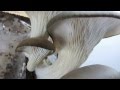 Pearl Oyster Mushrooms - Back to the Roots Mushroom Farm Grow Box