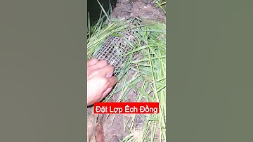 Đặt Lợp Bắt Ếch Đồng