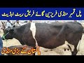Today | ferisian Cow fresh rate update in pul qambar mandi | Big Cow | Animal pk official