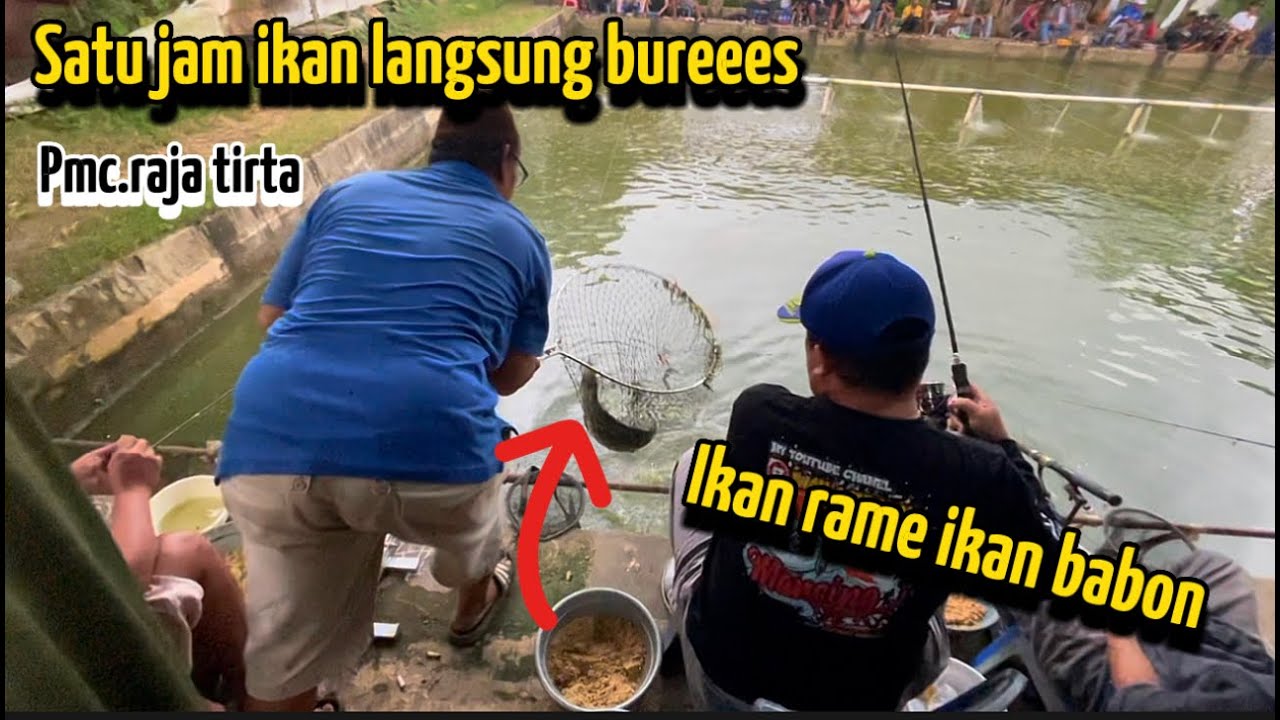 SADIS || DISINI SATU JAM IKAN LANGSUNG LUDES ‼️ TUTORIAL CARA MEMBUAT UMPAN JAGUNG