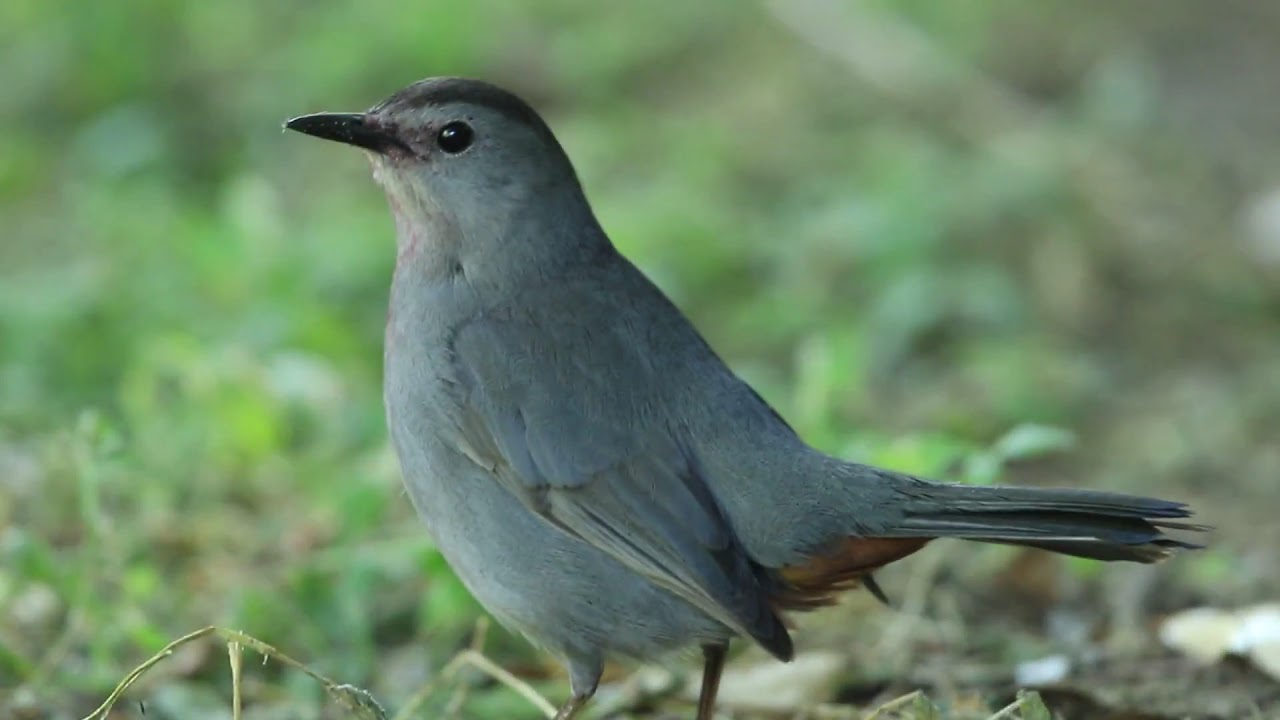 野鳥動画（アメリカ20180424EasternCatbirdネコマネドリ101A3813 - YouTube