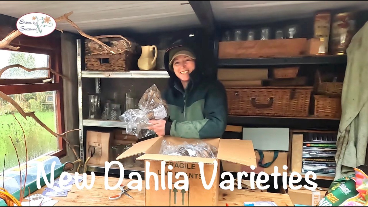 Новые сорта георгин, которые я буду высаживать на своей грядке для срезки цветов в 2026 году // Ф...