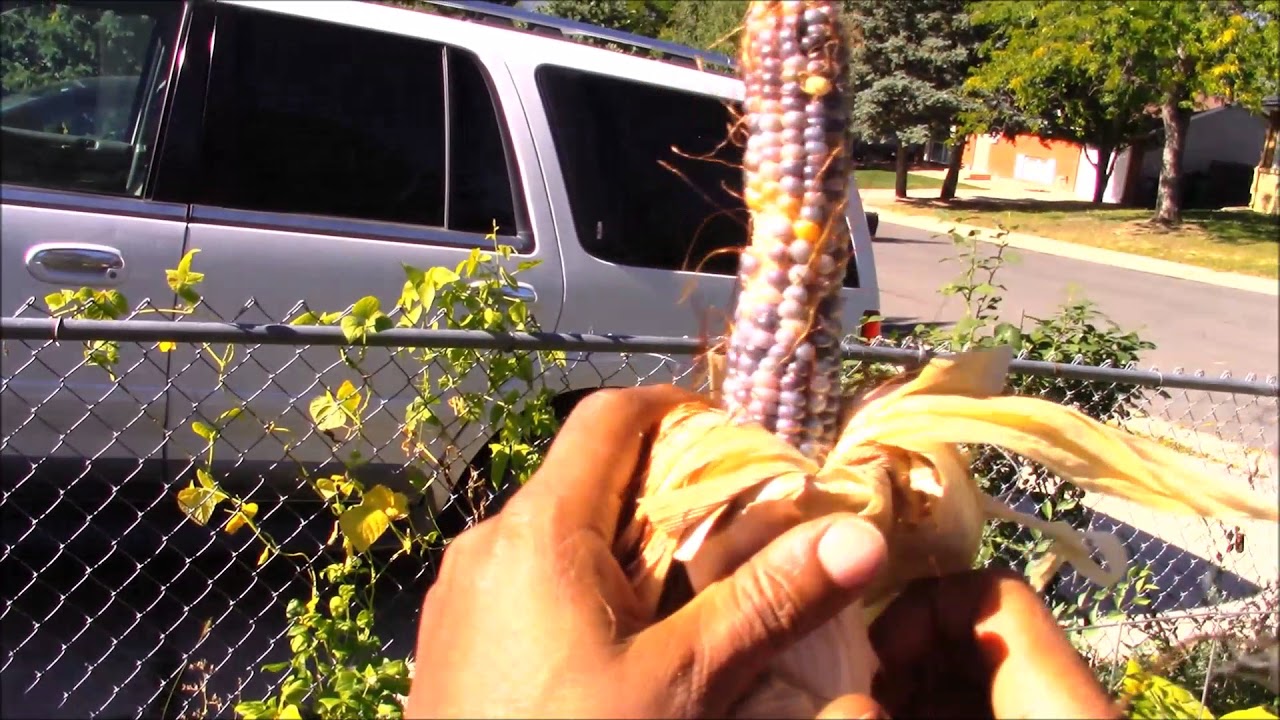 Trajedy in the backyard 4