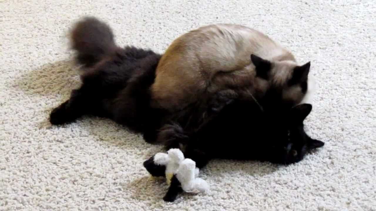 しおちゃん ティーちゃんにホールドされる しゃべるねこ しおちゃん しおちゃん ティーちゃんにホールドされる しゃべるねこ しおちゃん