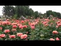 Regent's Park - London Full HD Video - Canon HF S200