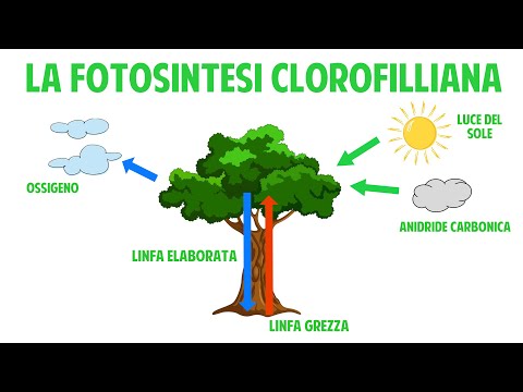 La fotosintesi clorofilliana - videolezione di scienze