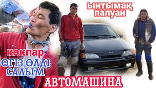 Ынтымақ палуан өгіз өлді автомашинаға салды.Орбабасы Үш би 10.03.2022#kokparkz