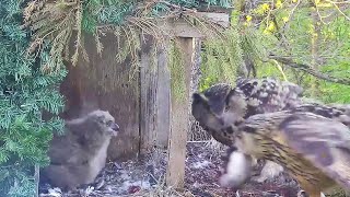 Kassikakk::Eagle Owl~Hugo brings prey to his owlet~7:24 p.m. 2024/05/11