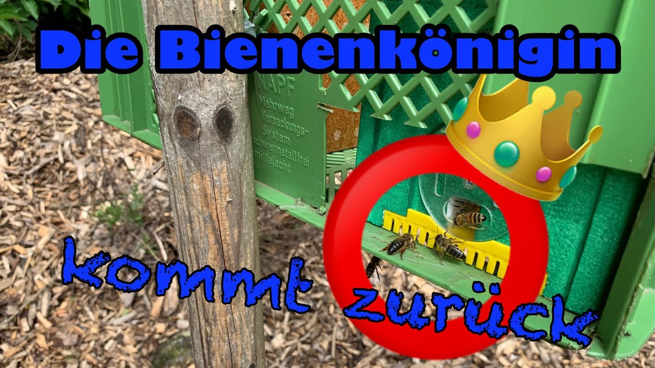 Die Bienenkönigin 👑kehrt vom Begattungsflug zurück 🐝 YouTube