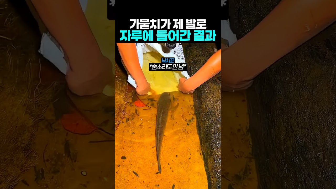 가물치가 제 발로 자루에 들어간 결과