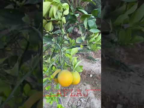 مزرعة مشعي البريكان السعودية الرياض الحمضيات البرتقال الأفلاج سياحة  