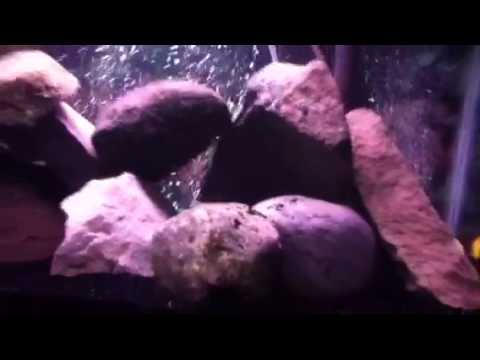 How to Aquascape a Cichlid Tank - YouTube