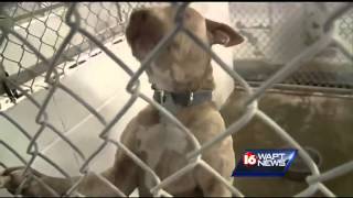New arrests in dog fighting bust