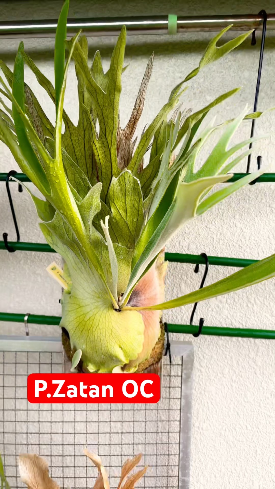 ビカクシダ品種紹介】P.Zatan OC 和歌山県では年中外管理できる品種