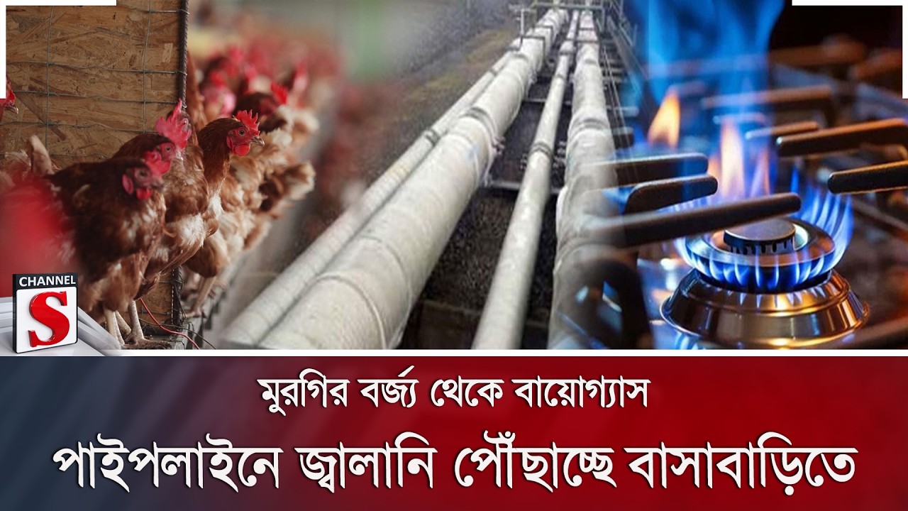 মুরগির বর্জ্য থেকে বায়োগ্যাস; পাইপলাইনে জ্বালানি পৌঁছাচ্ছে বাসাবাড়িতে | Channel S News