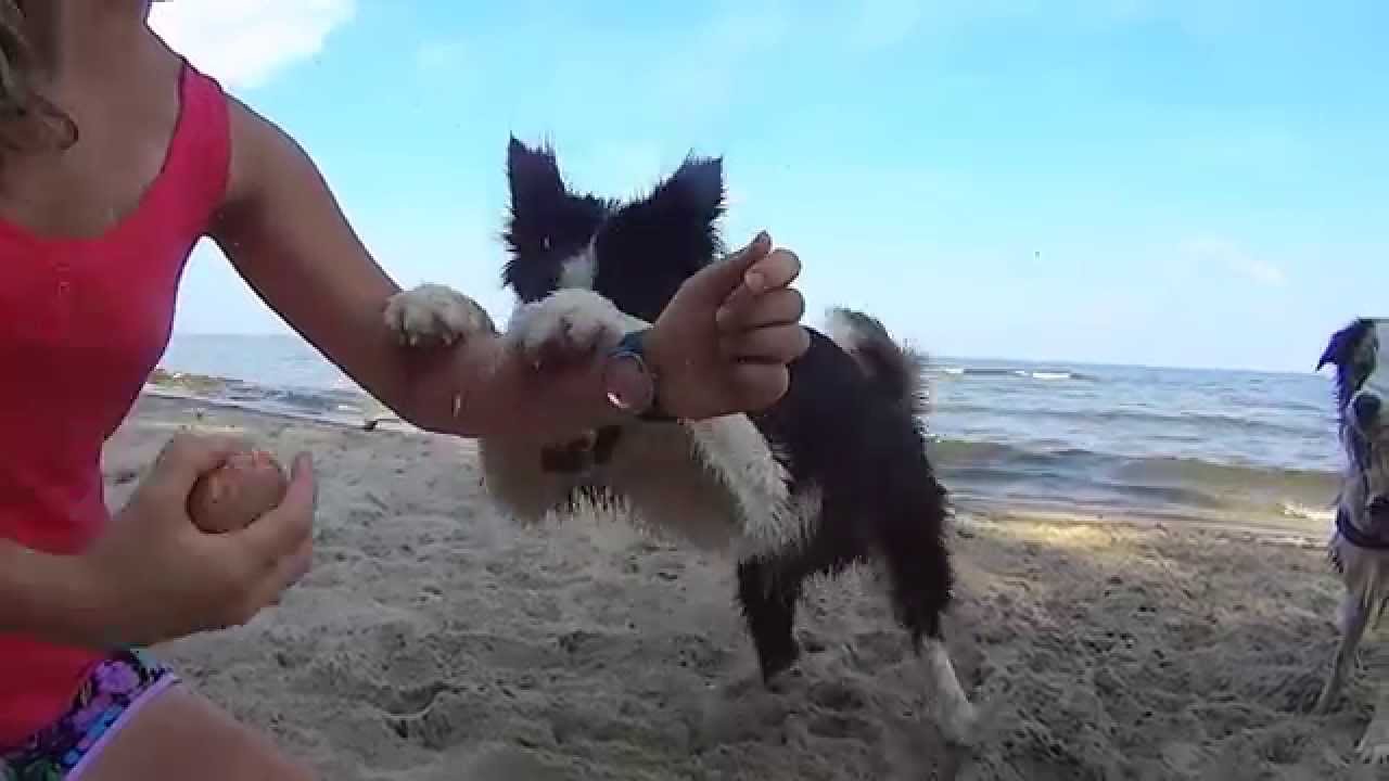 Sony action cam + border collies + fun at the seaside sea of thieves