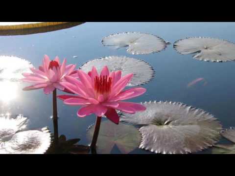 寒雨曲Flora Lin(花雀)翻唱
