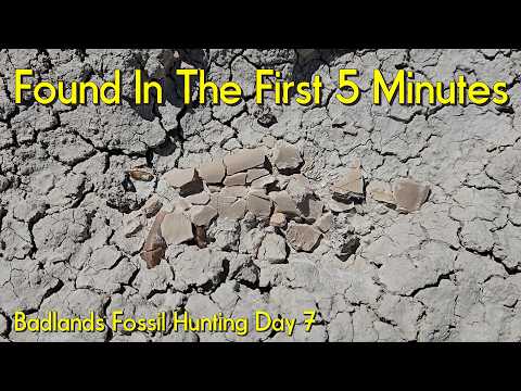 Badlands Fossil Hunting Day 7 #badlands #nebraska #fossils #ancient #bones #dinosaur #animals