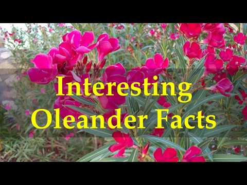 Video: Oleander (46 Foto): Përshkrimi Dhe Kultivimi I Një Lule Të Brendshme, Metodat E Përhapjes Së Bimëve, Të Zakonshëm, Terry Dhe Lloje Të Tjera, Krasitje