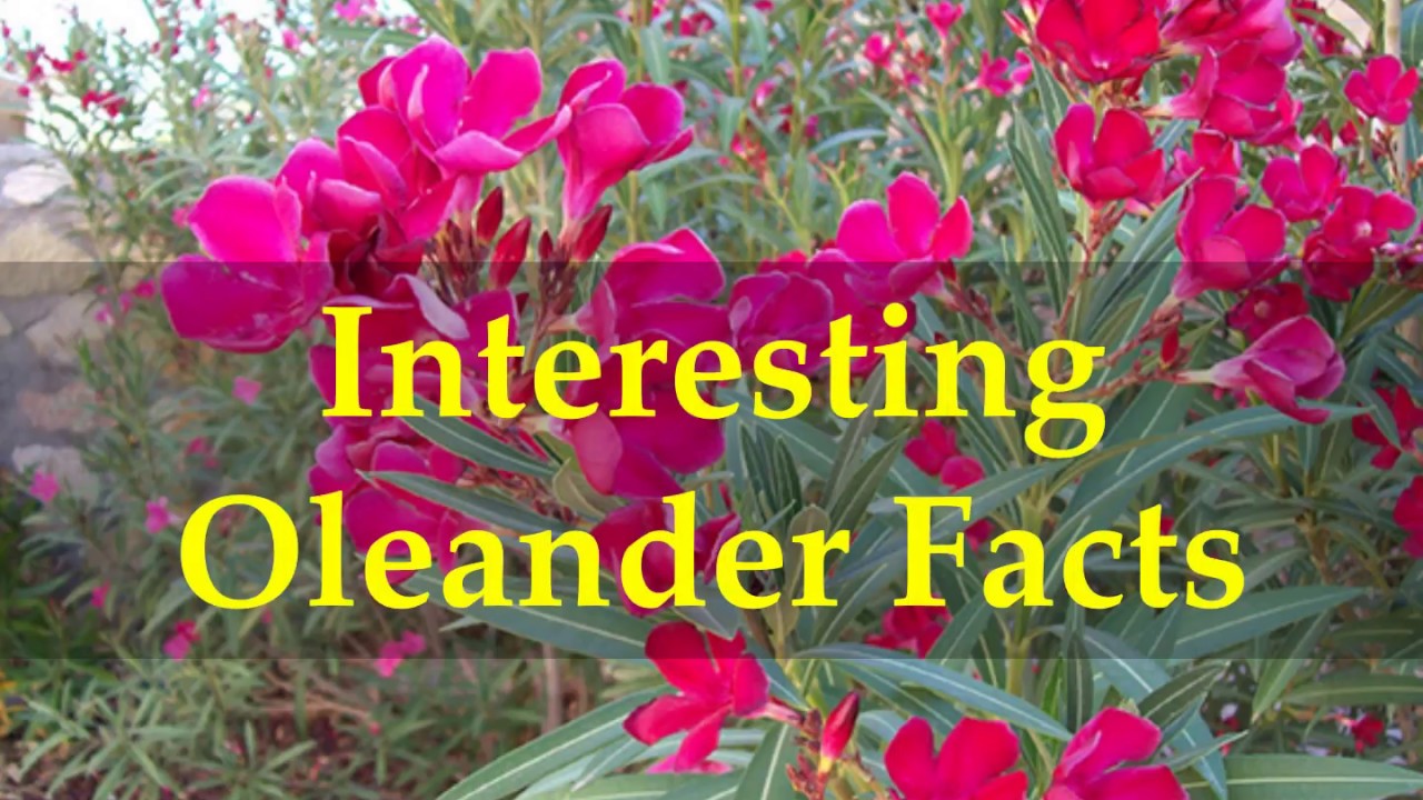 Interesting Oleander Facts